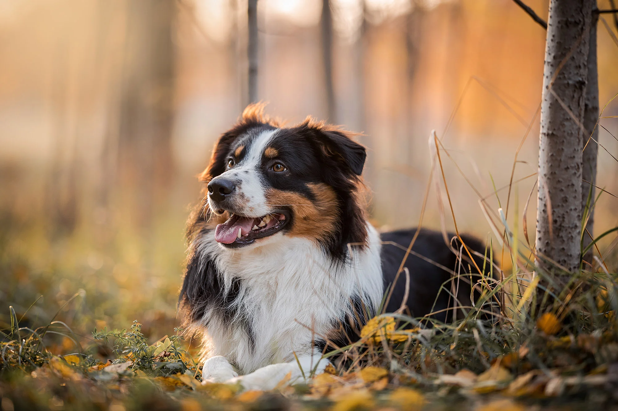 DJURFOTOGRAFERING För små djur som katt eller liten hund finns min studio att tillgå, annars sker fotograferingen utomhus oavsett årstid.