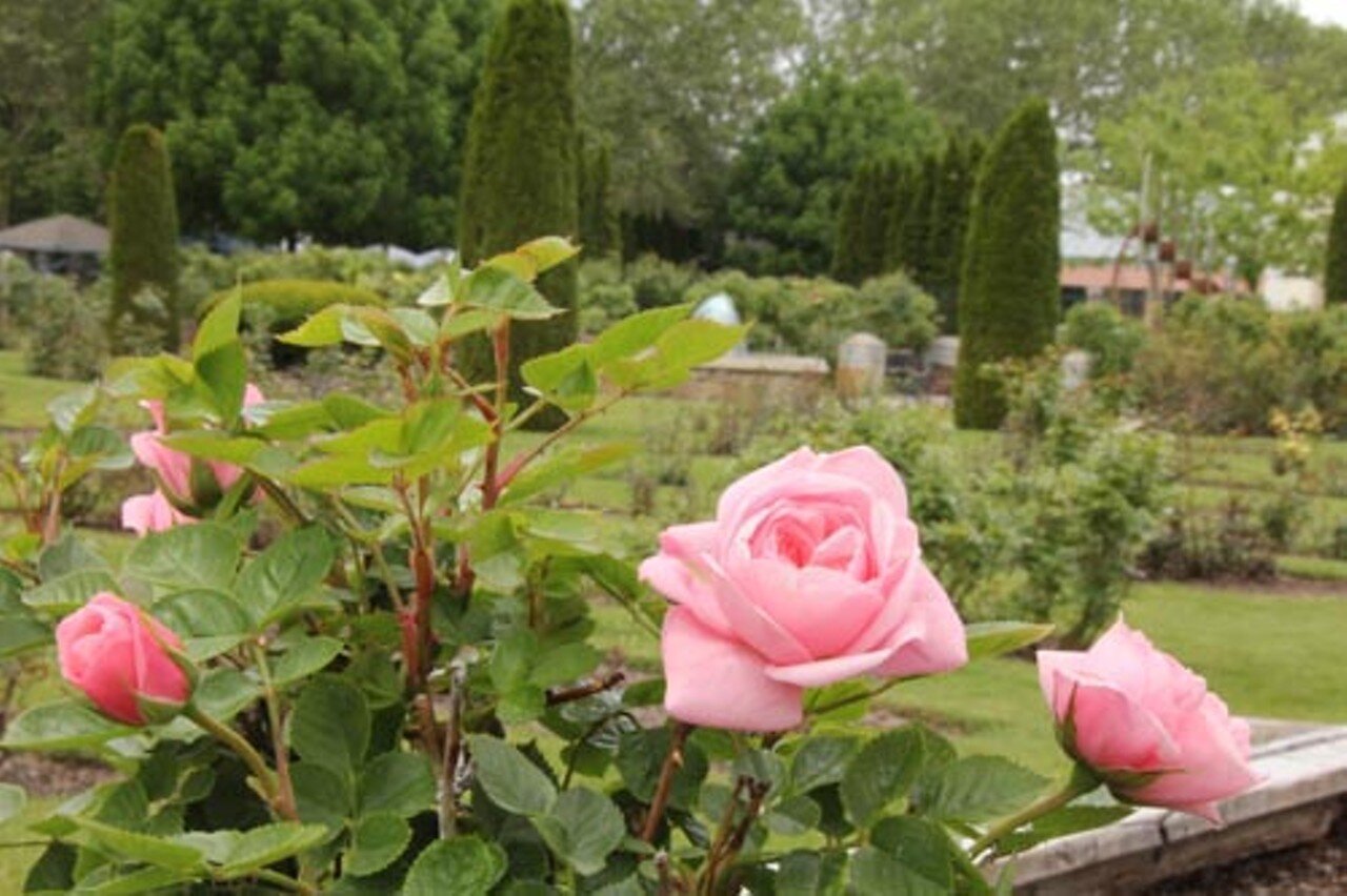 Art and Roses