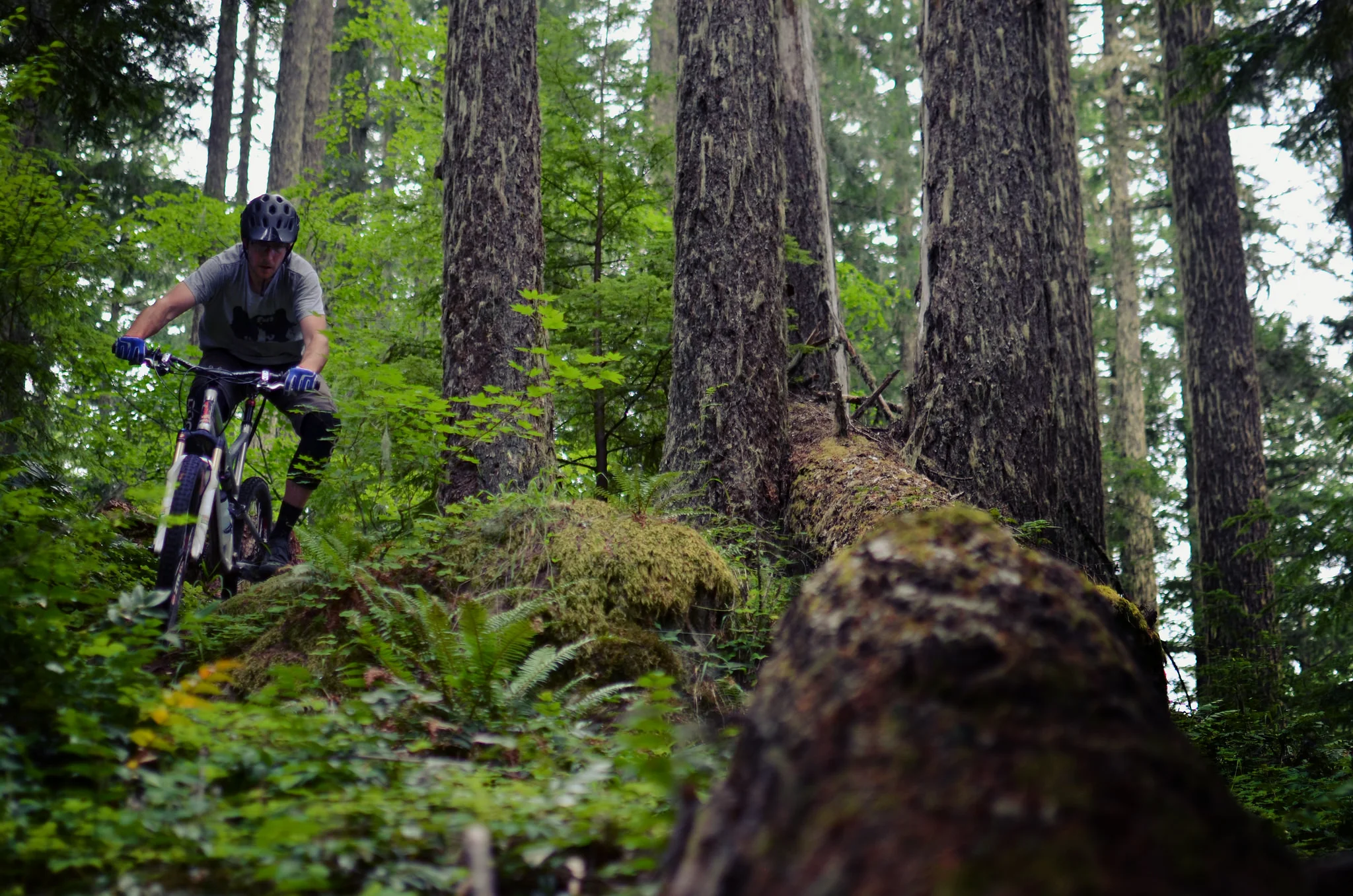 The Willamette Tier's lush fern forests