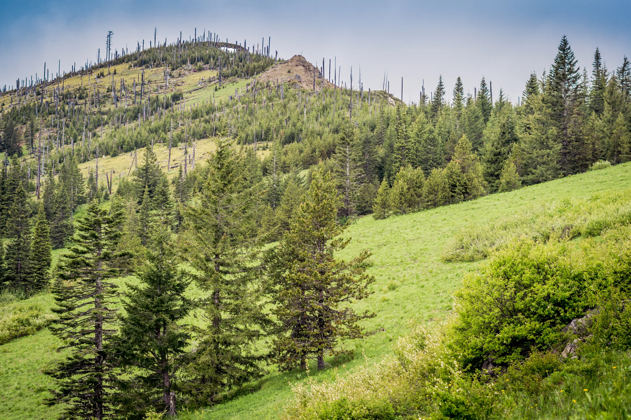 Sheep Camp on Big Bunchgrass meadow © Gabriel Amadeus