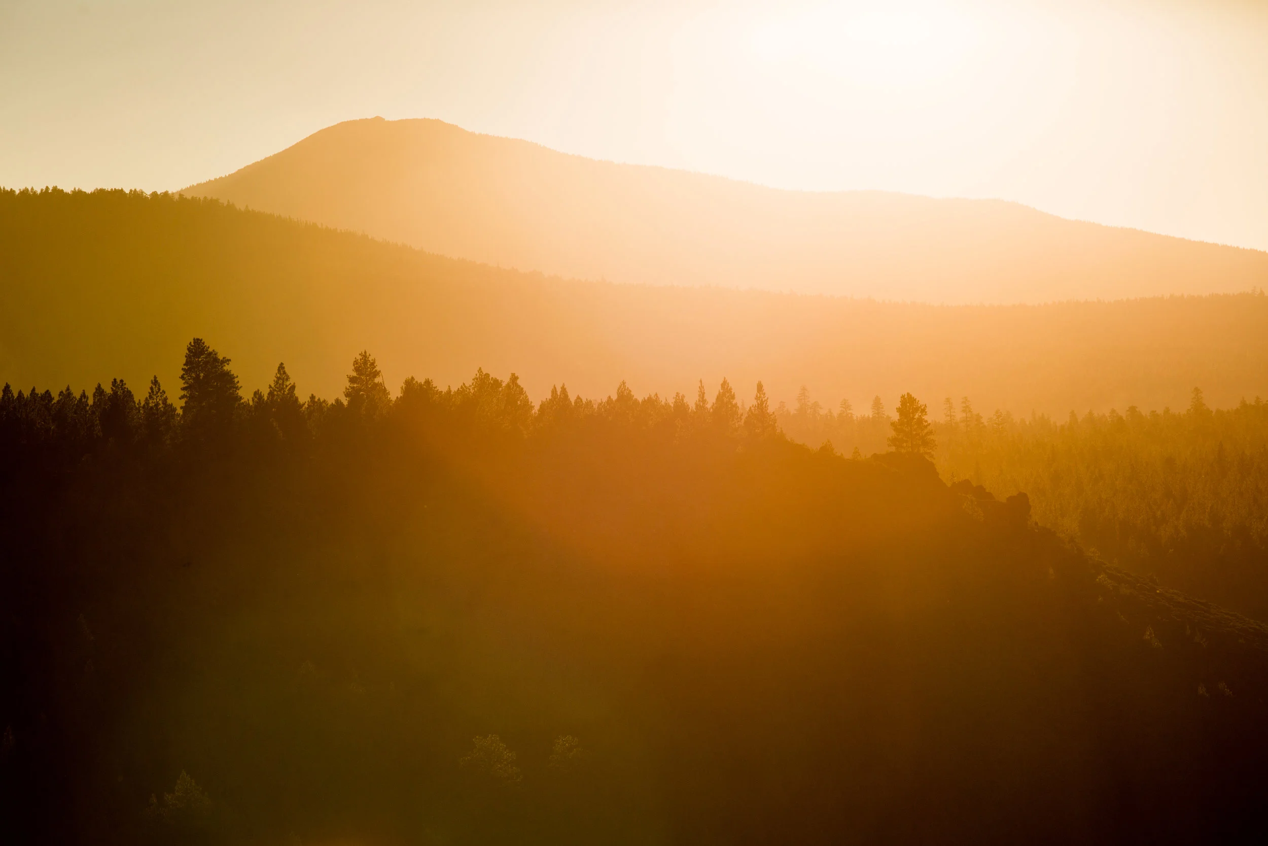 Sun kissed forests © Leslie Kehmeier