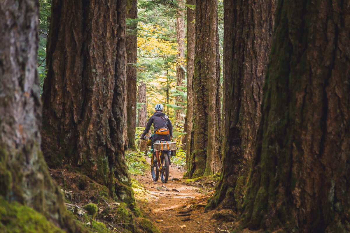  Pedaling softly through the wise old giants of the serene Riverside Trail. 