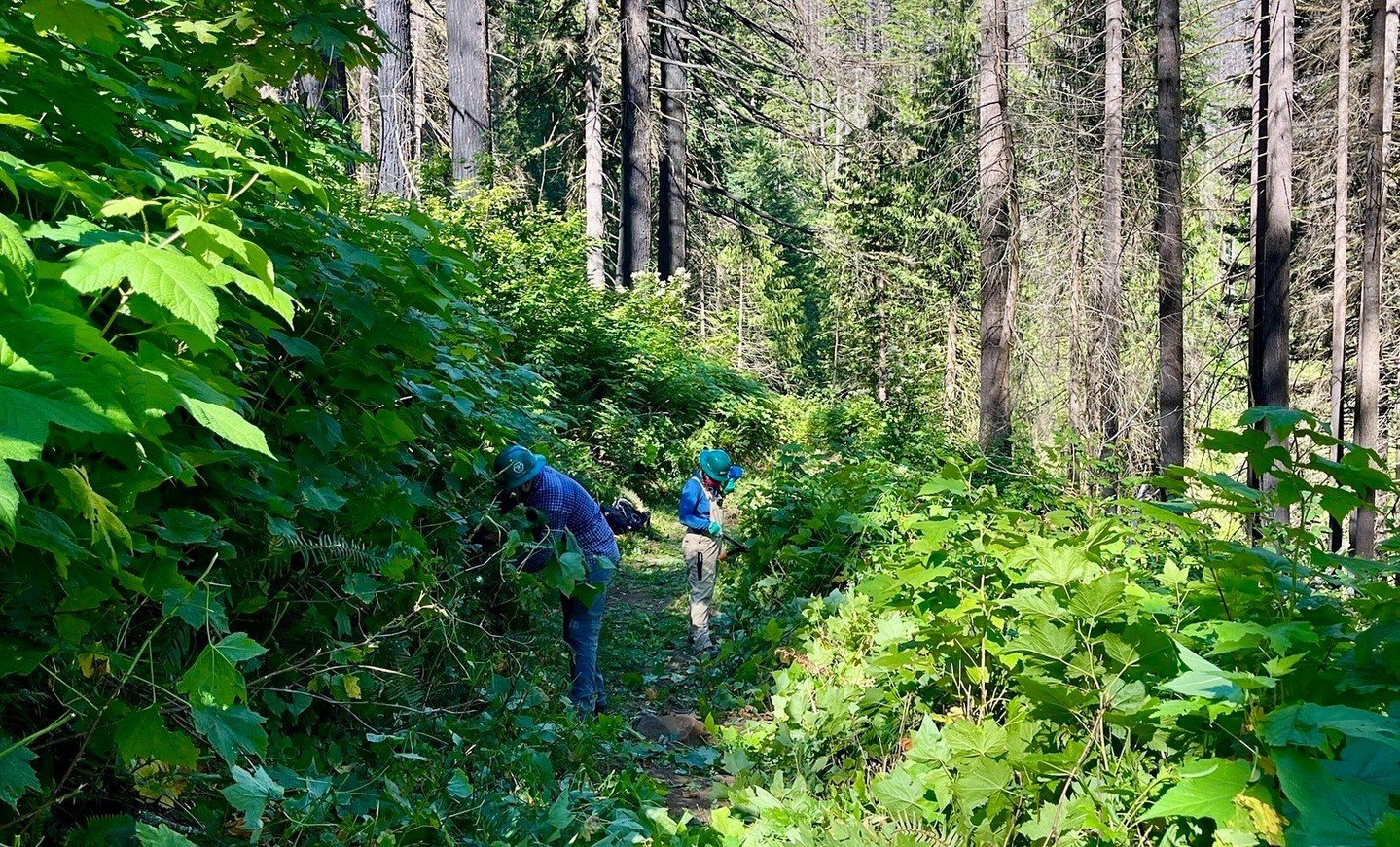 The Oregon Timber Trail Alliance has adopted the easternmost three miles of the Fifteenmile trail and each year we cut back the brush and remove logs that have fallen into the trail. We&rsquo;ll be back this year on National Trails Day, June 1, to do