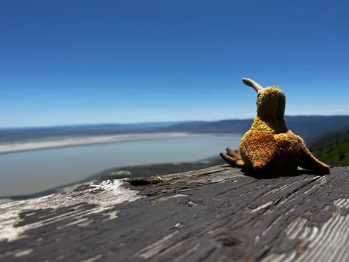 bird.webp