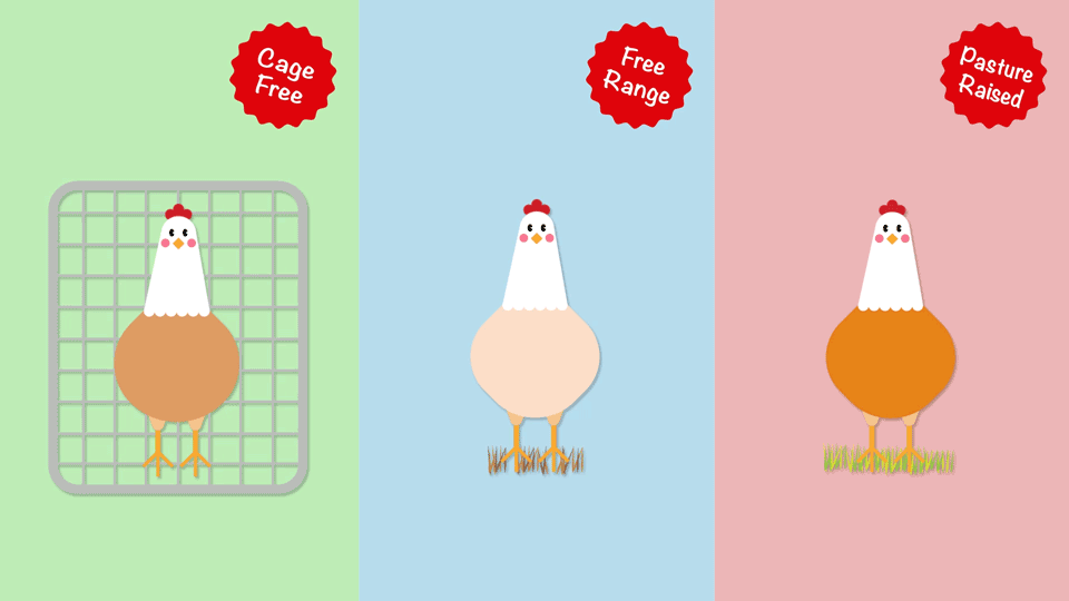 Eggs | WellBe