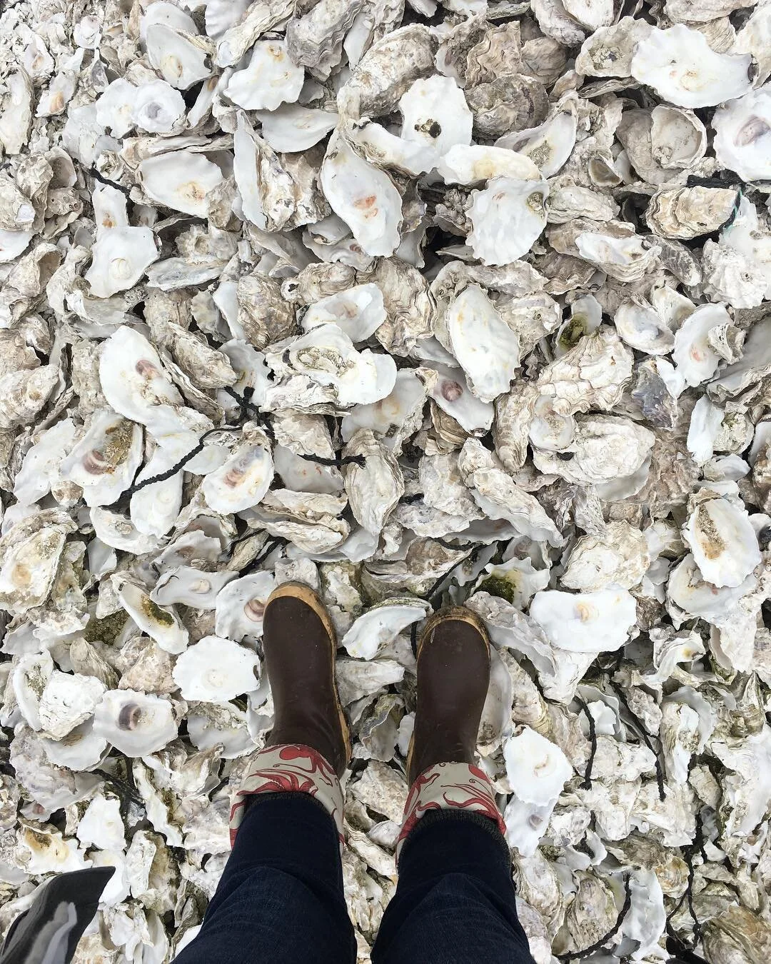 Shuck Portland Food Festival 11.jpg