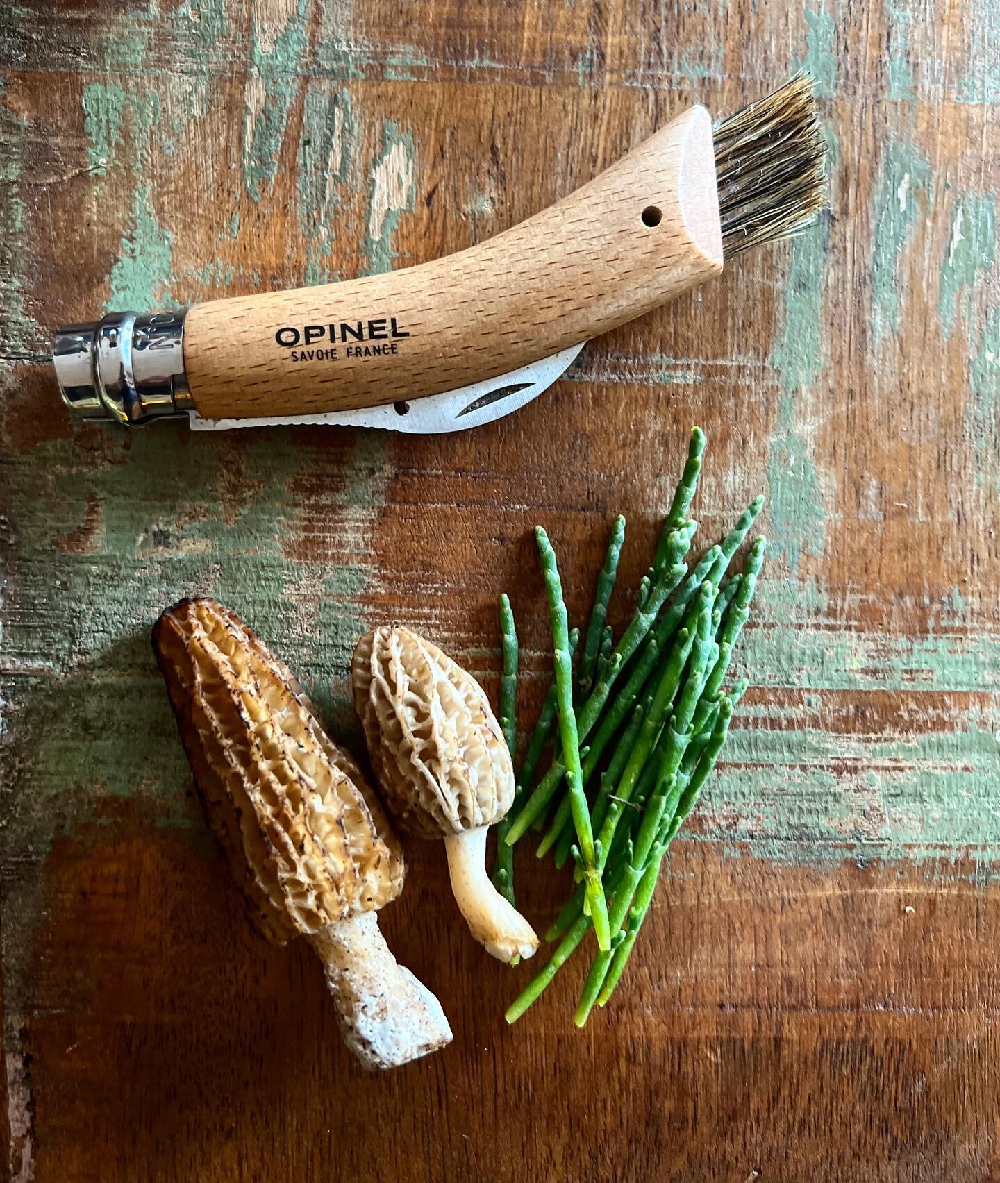 Pretty cool to live in a place where you can forage and grow so many kinds of food. 🍄🌱 
Who can tell the two kinds of morel here?