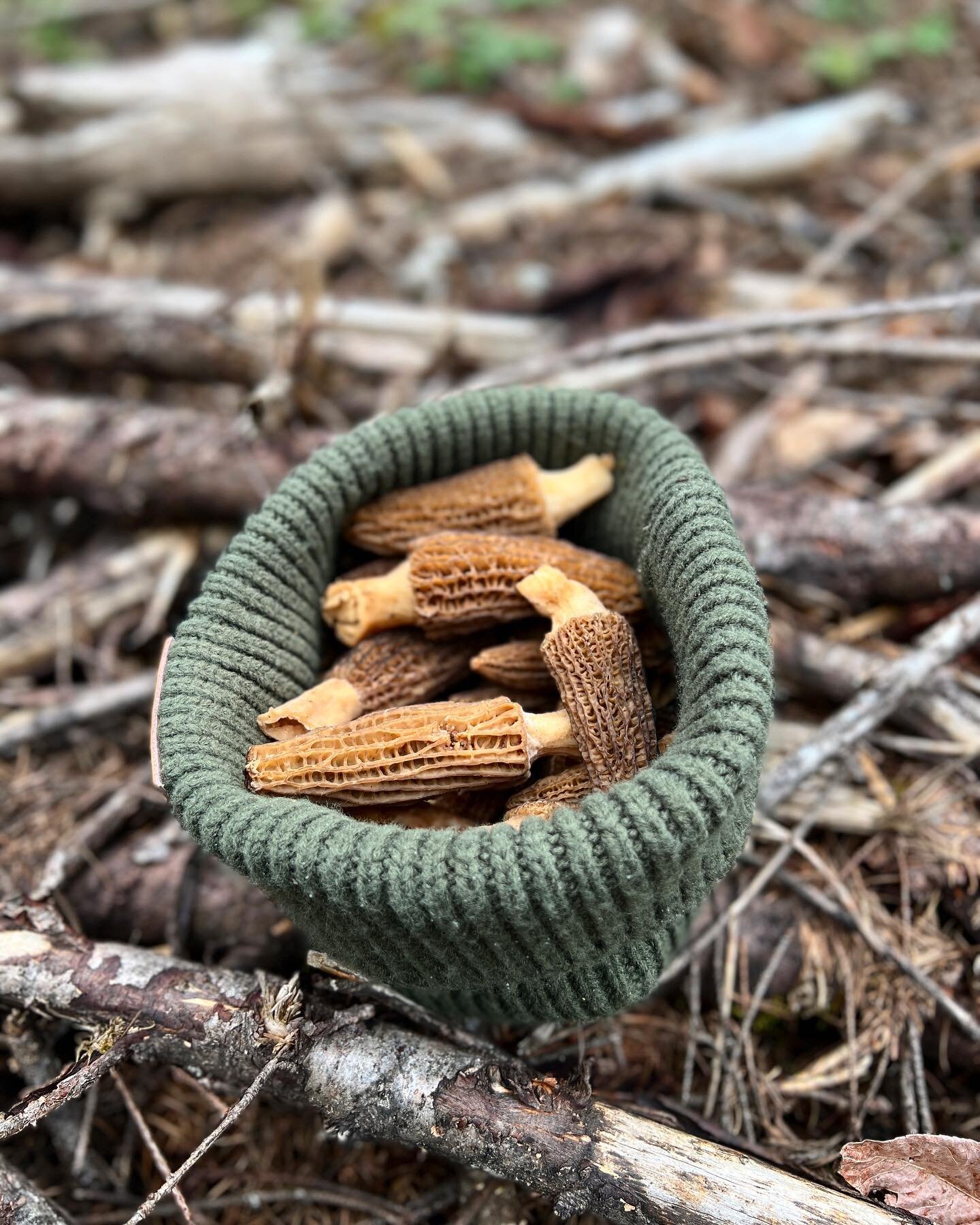 Tricksters. 

#hashtag #morel #mushrooms