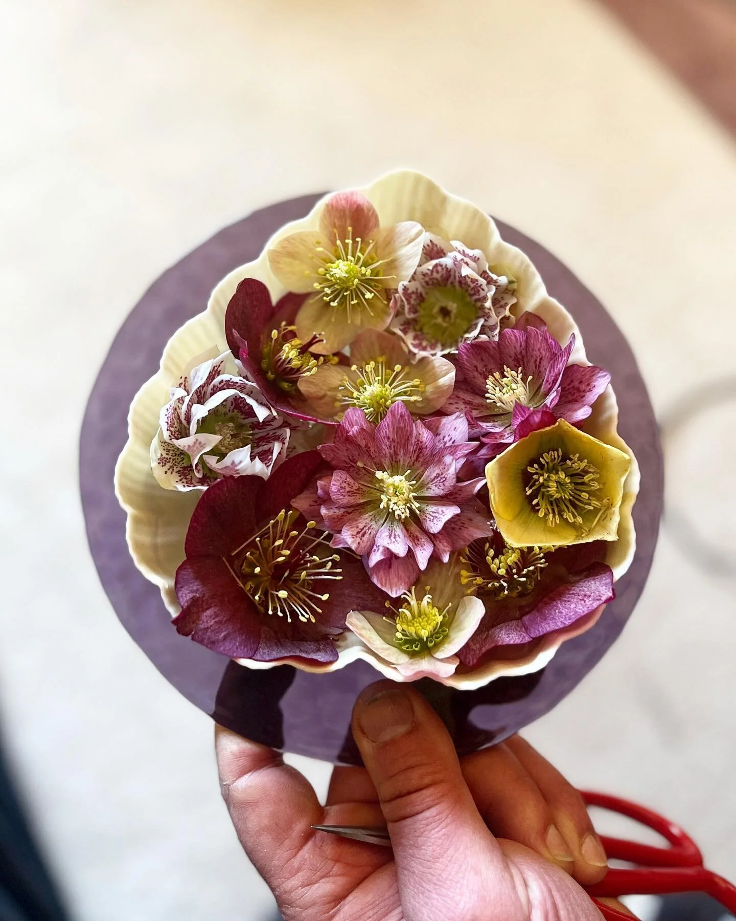 Winter blooms are just&hellip;😍
What was I saying?