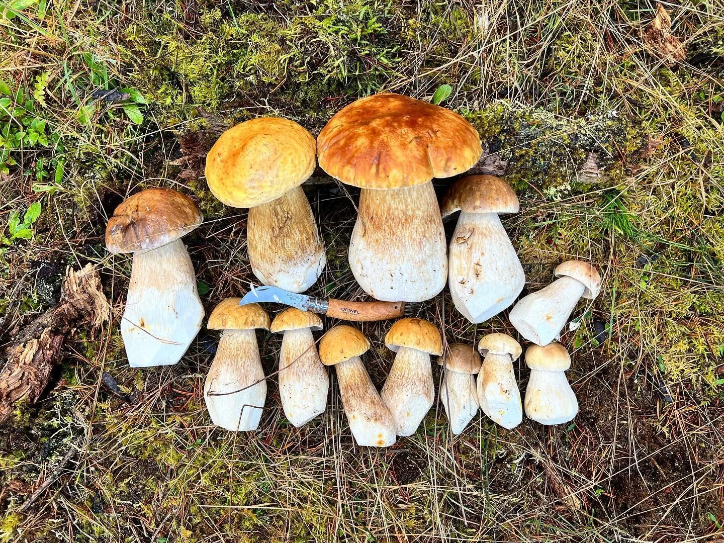 Few things are as fun as days spent in the woods being goofy with @leatherstorrs hunting mushies. 

I can see spring springing, and I&rsquo;m counting down the days to warmer times and fun guy fungi dinners. 😁 (these photos/vids are last summer-ish)