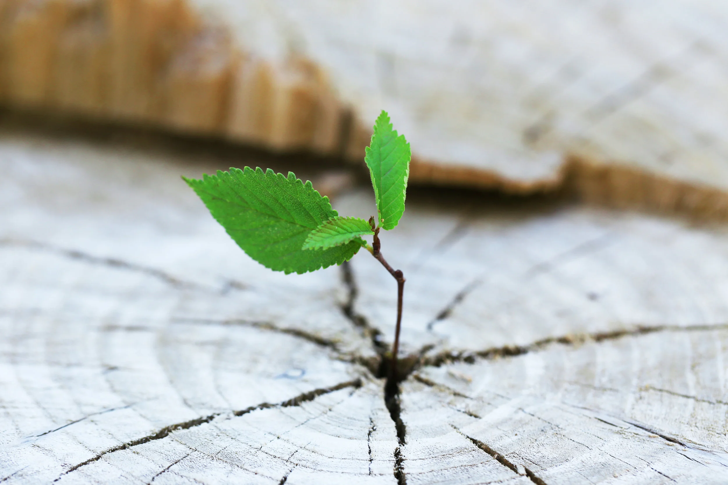 bigstock-Beautiful-seedling-growing-in--104836166.jpg