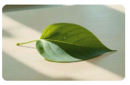 A green leaf resting on a white surface.