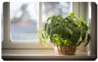 Potted green plant on a white quartz windowsill