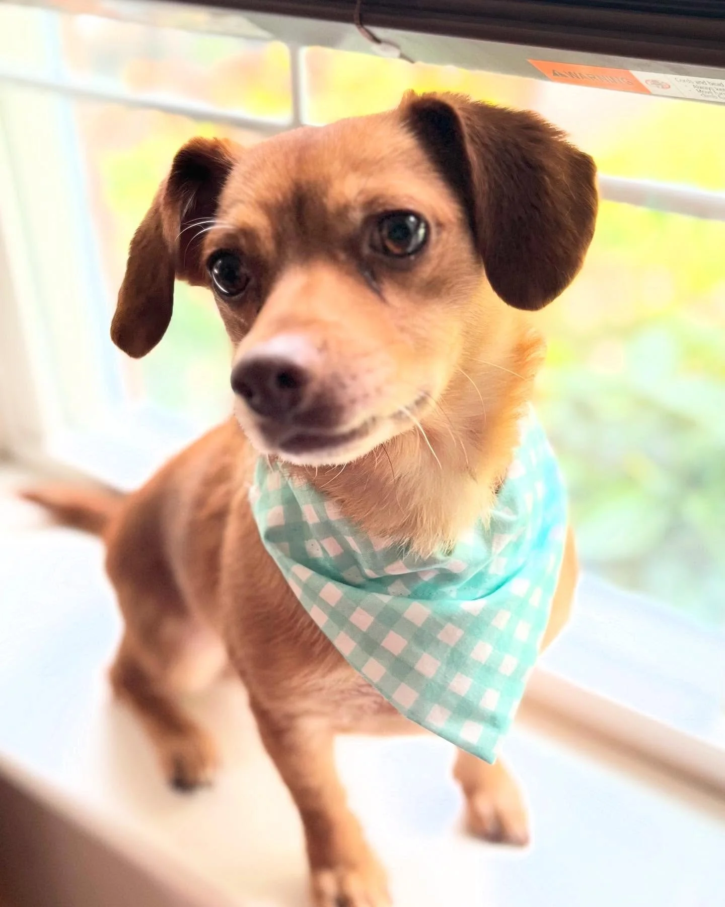 When you go to @creative_youth summer camp and make a bandana for a handsome pup! #sewingcamp #bethesdamd #mocomoms #kidswhosew