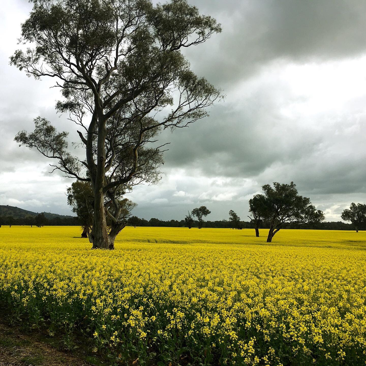 Canola Crops a mass of bright yellow across the landscape. #canolafieldsnsw