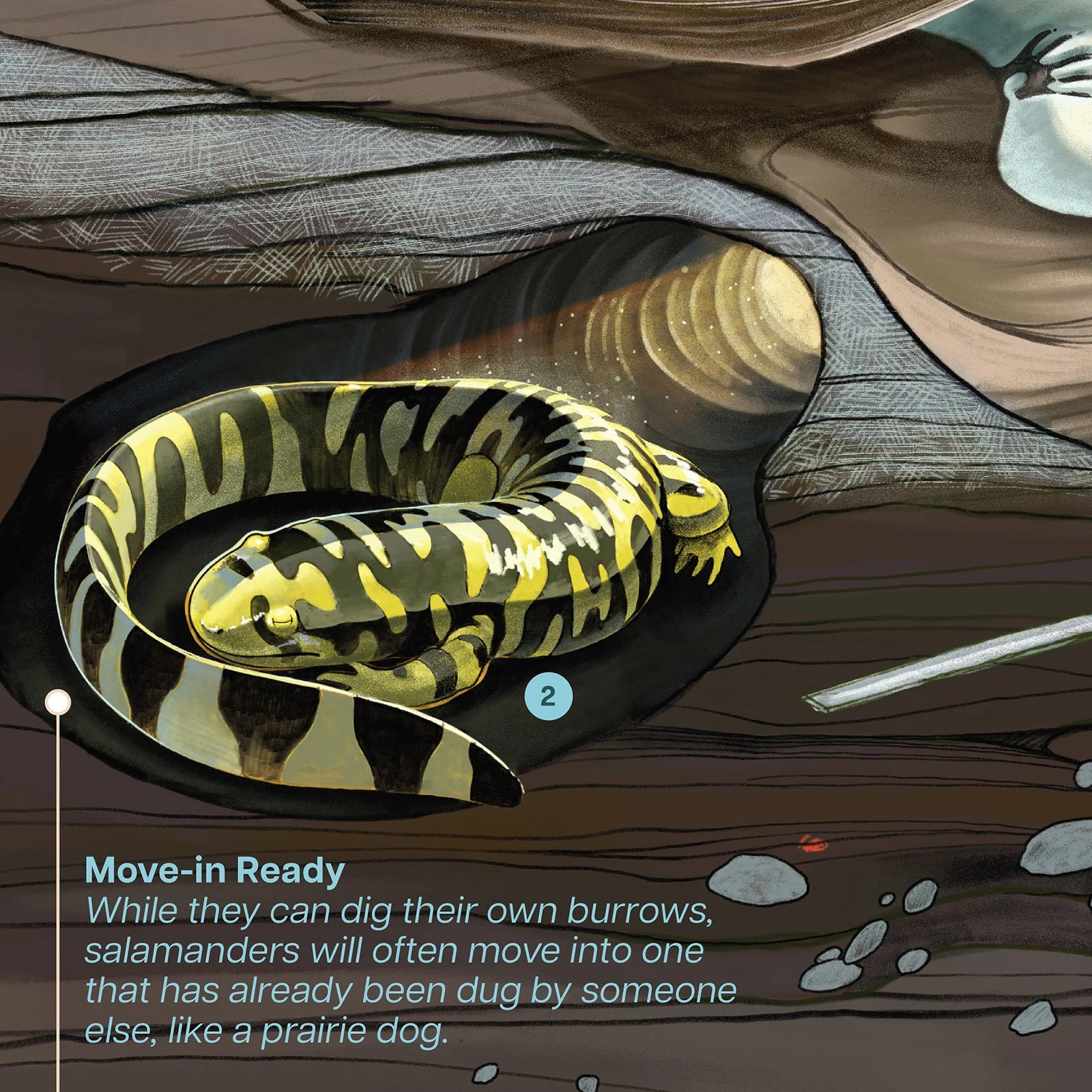 MNC_Signage_Amphibian_salamander.jpg