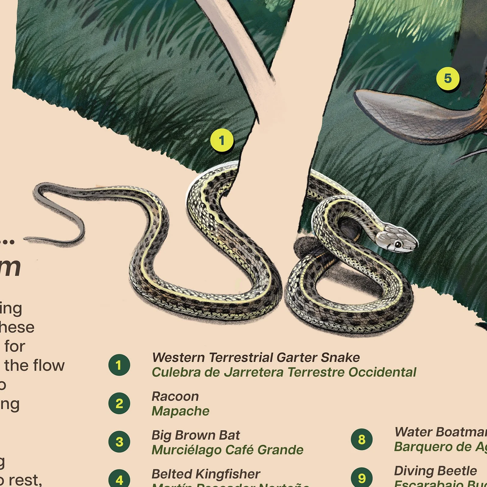 MNC_Signage_Beaver Wetland_snake.jpg