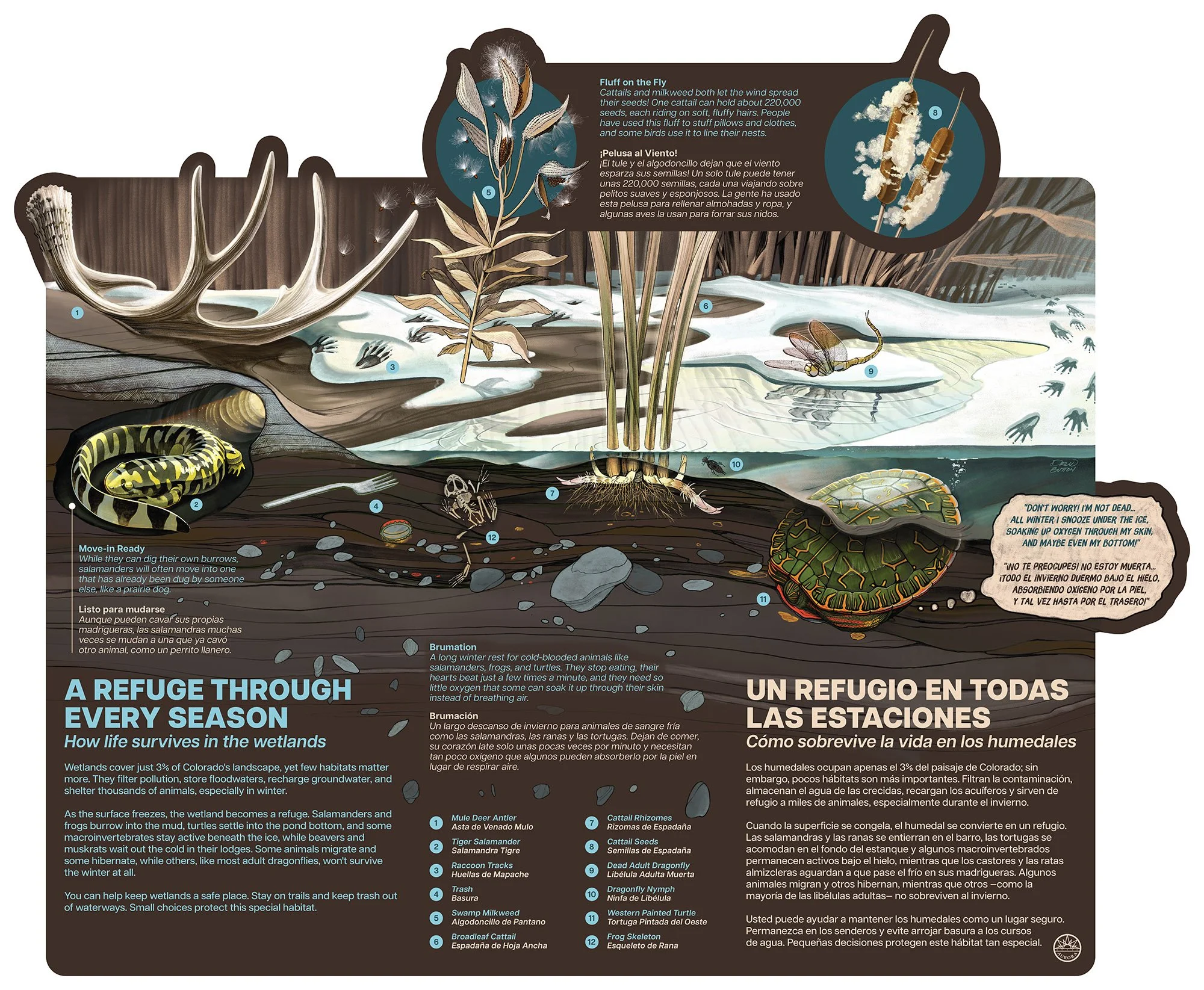 MNC_Signage_Amphibian.jpg