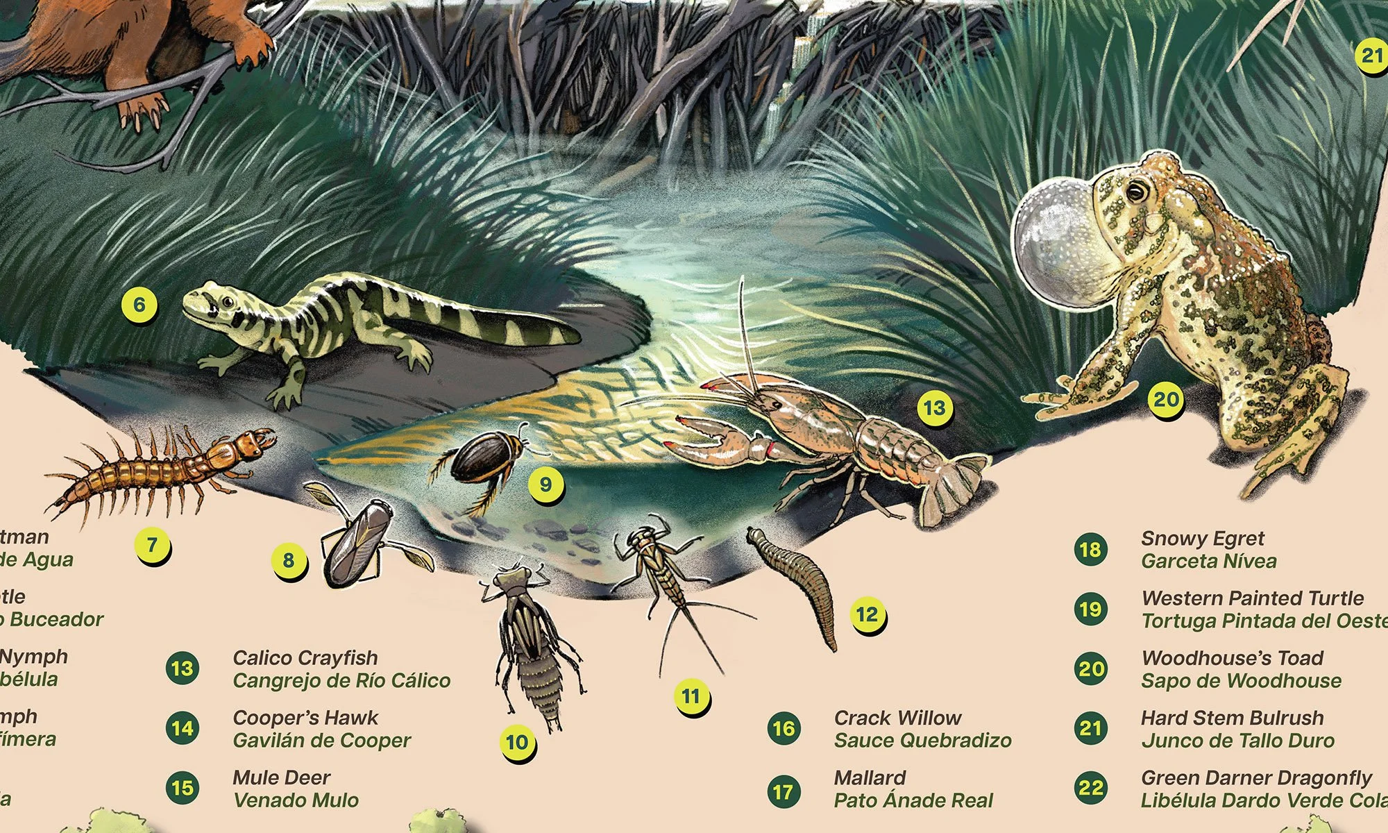 MNC_Signage_Beaver Wetland_creek.jpg