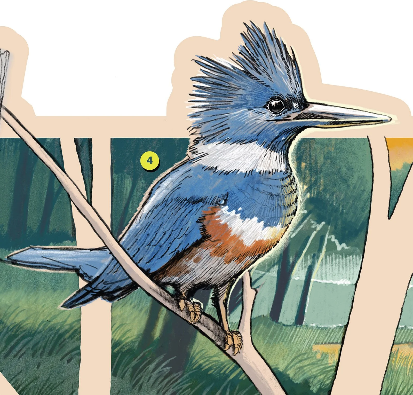 MNC_Signage_Beaver Wetland_kingfisher.jpg