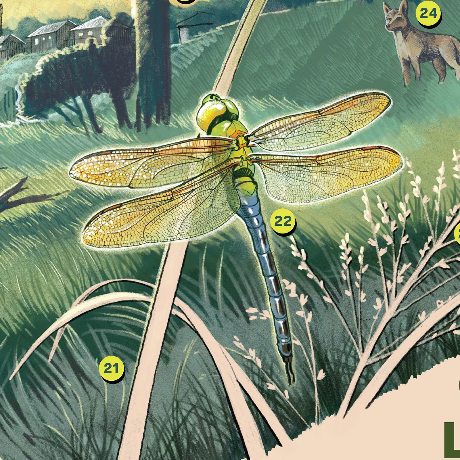 MNC_Signage_Beaver Wetland_dragonfly.jpg