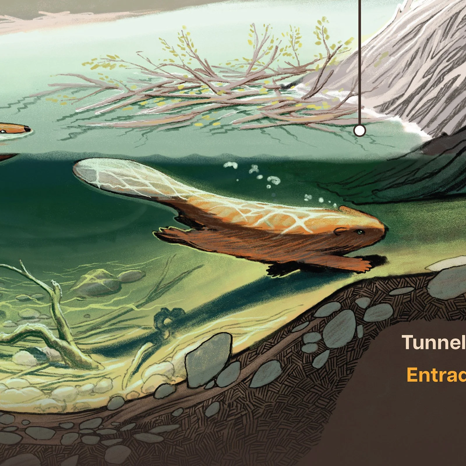 MNC_Signage_Beaver Lodge_diver.jpg