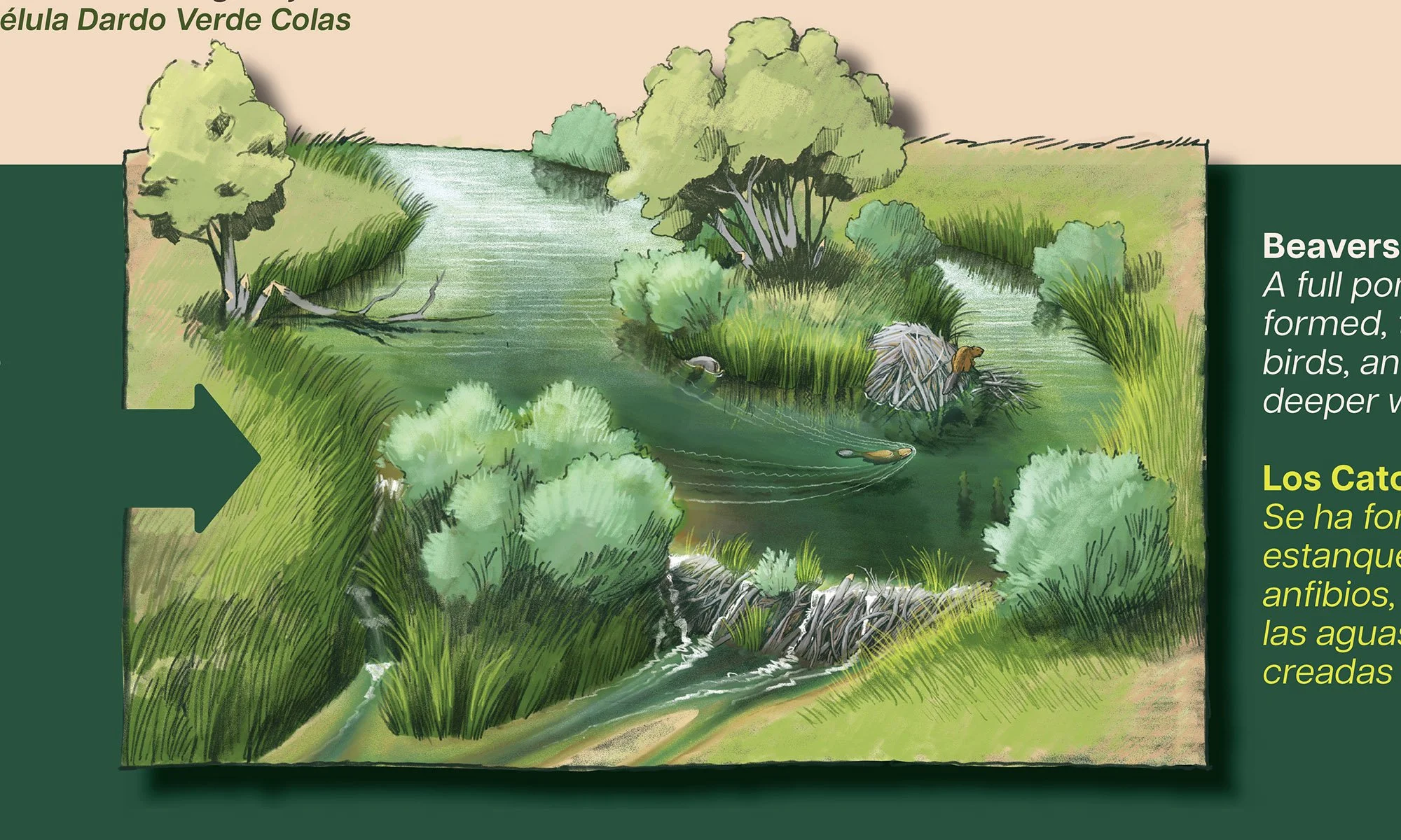 MNC_Signage_Beaver Wetland_beaver pond.jpg