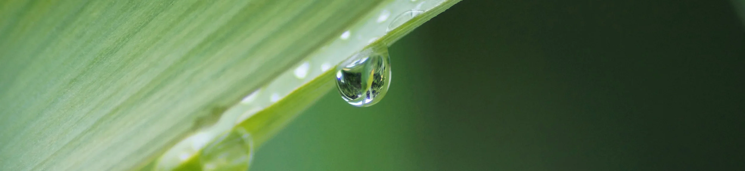 Leafdrop wide.jpg