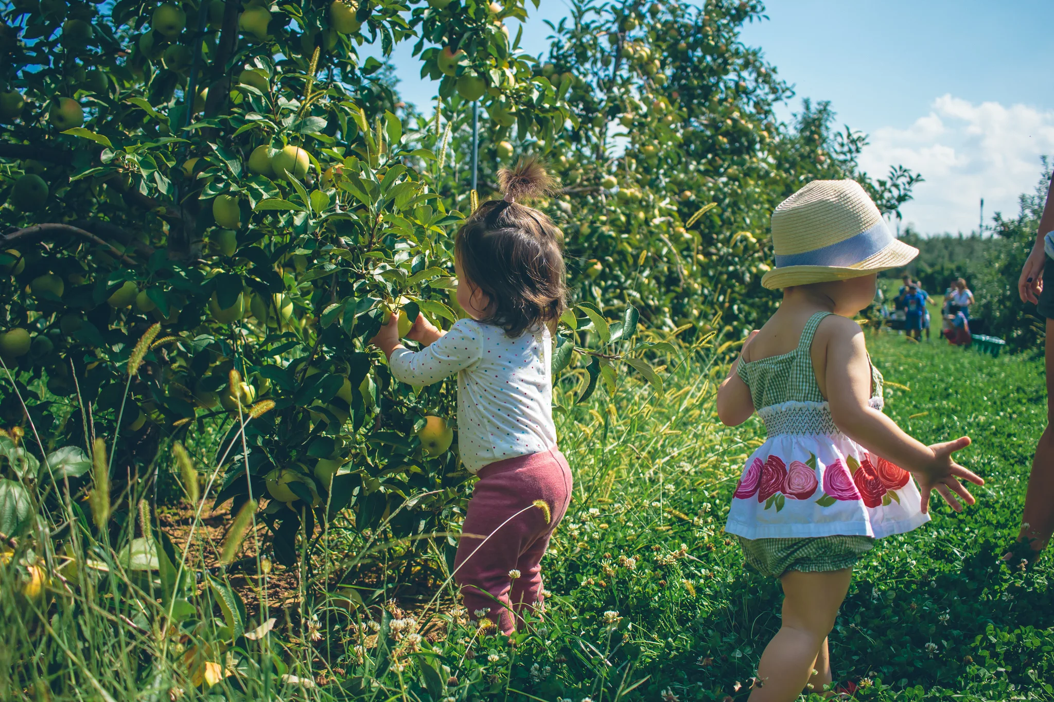 ApplePicking-7.jpg
