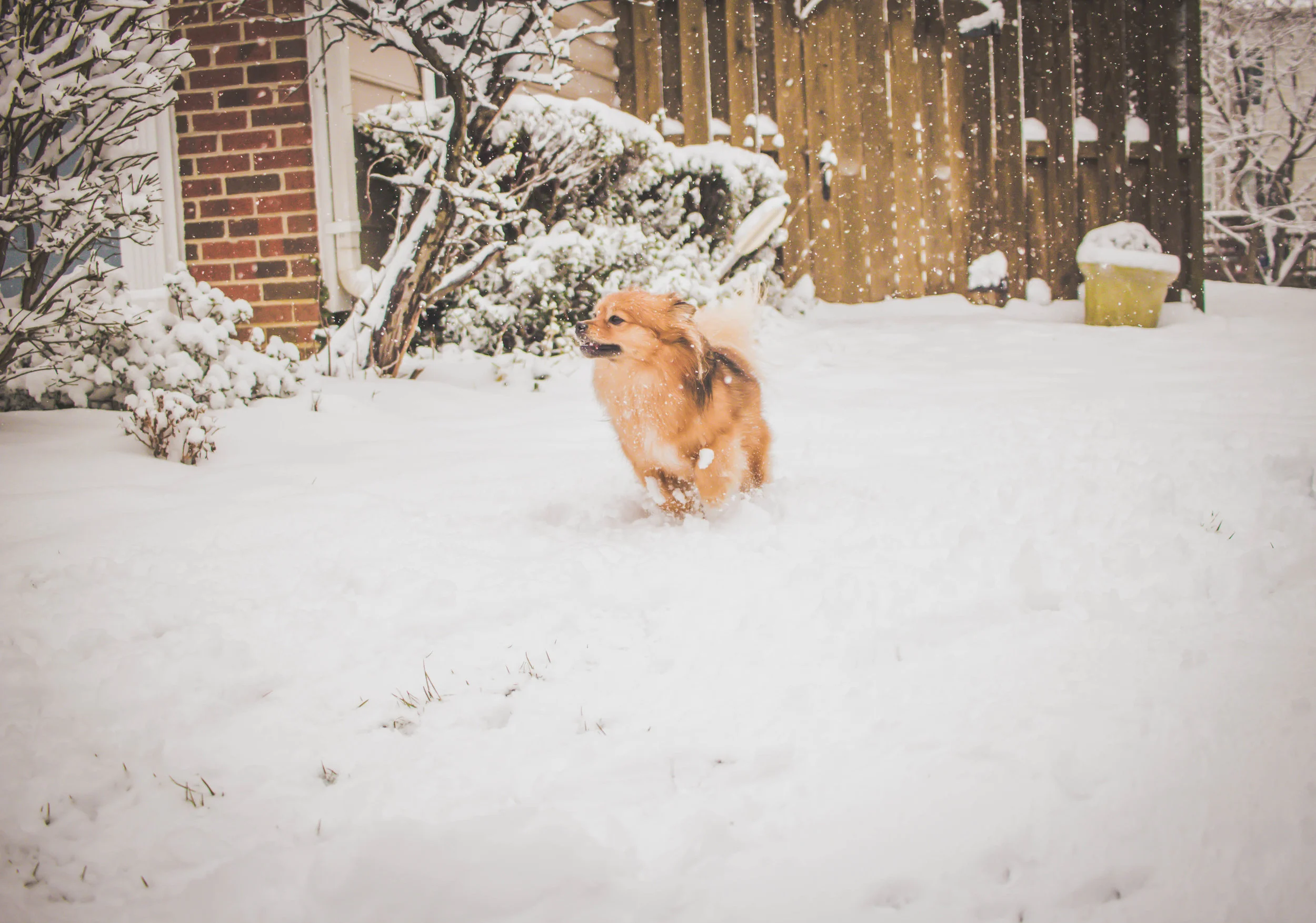 Snowday18-22.jpg