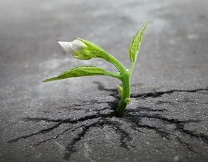 building resilience training program
