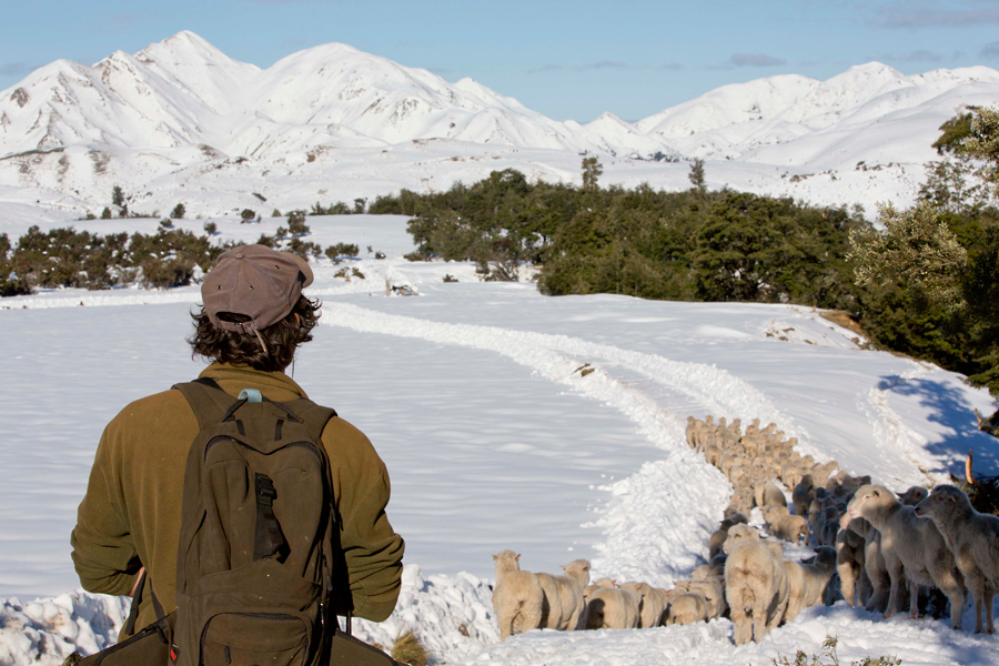 New Zealand Farming-001.jpg