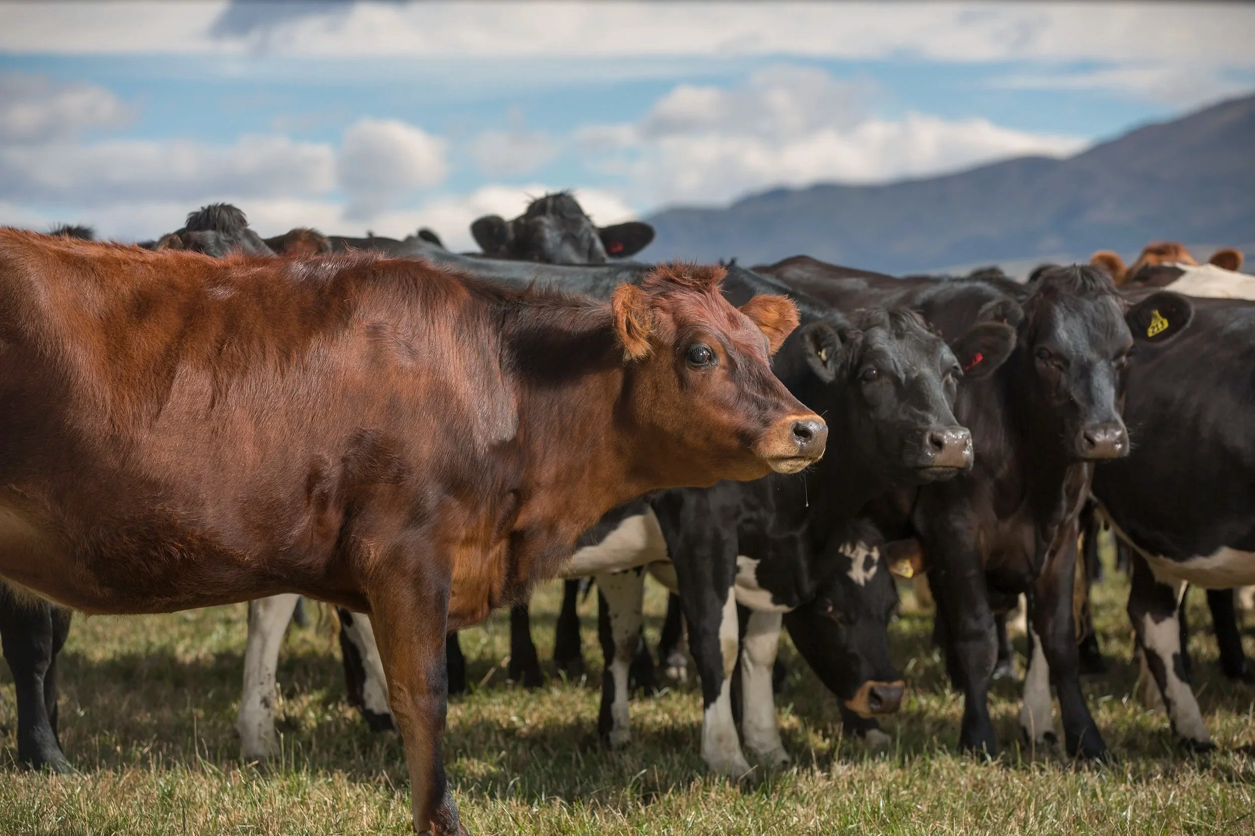 Group of black, brown, and white dairy cows standing on grassy pasture with mountains and a partly cloudy sky in the background.