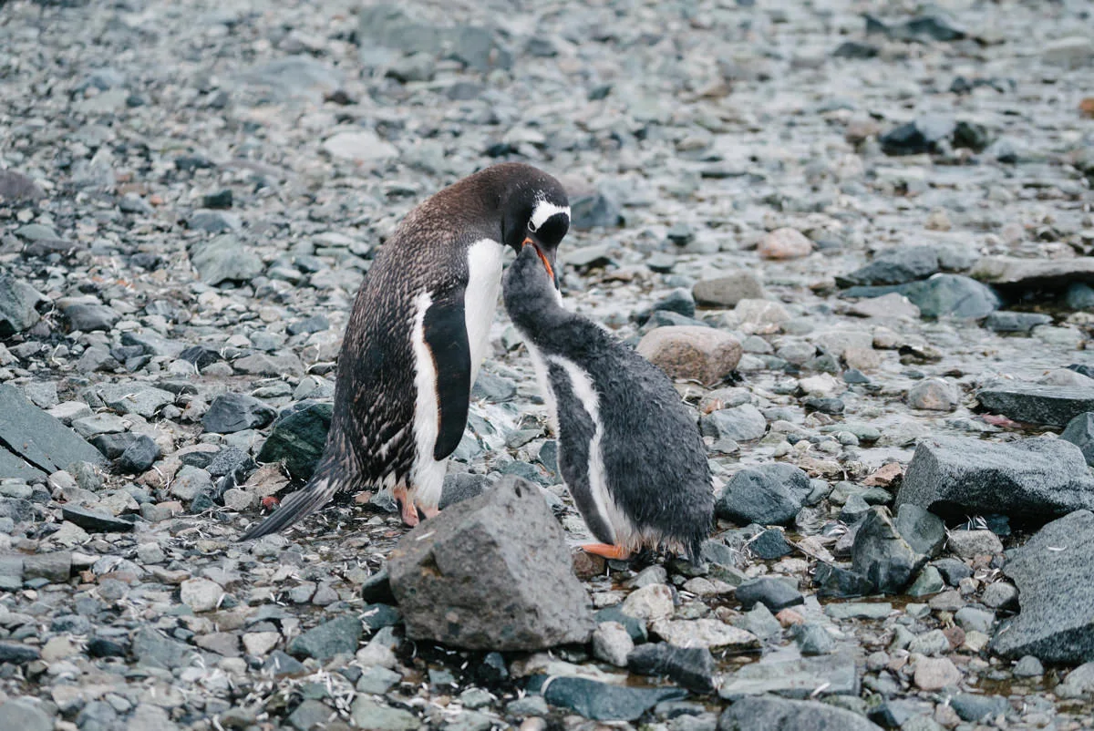 I watched this penguin chick chase its mother around for a solid 5 minutes, tripping over rocks, begging for food before she finally gave in and regurgitated him a snack