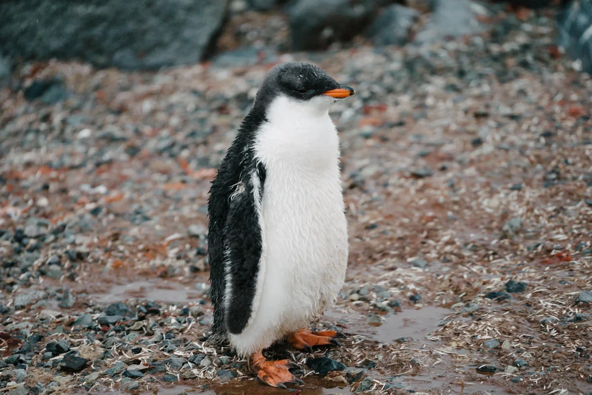 I adore this penguin chick, how I would SO love to snuggle it.