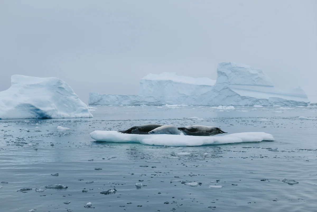 A group of crabeater seals (these seals are poorly named as they don’t actually eat crab)