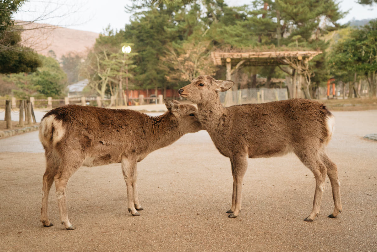 wrenee-nara-deer-park-japan-20.jpg