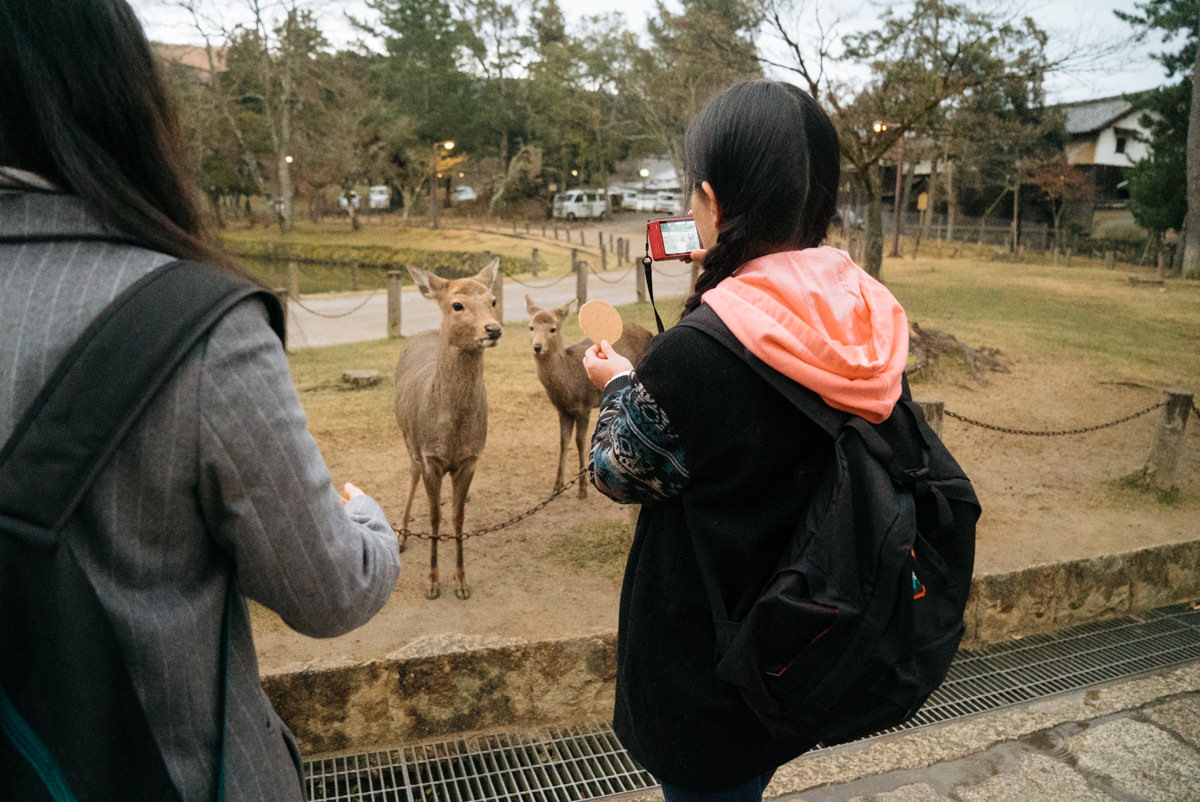 wrenee-nara-deer-park-japan-17.jpg