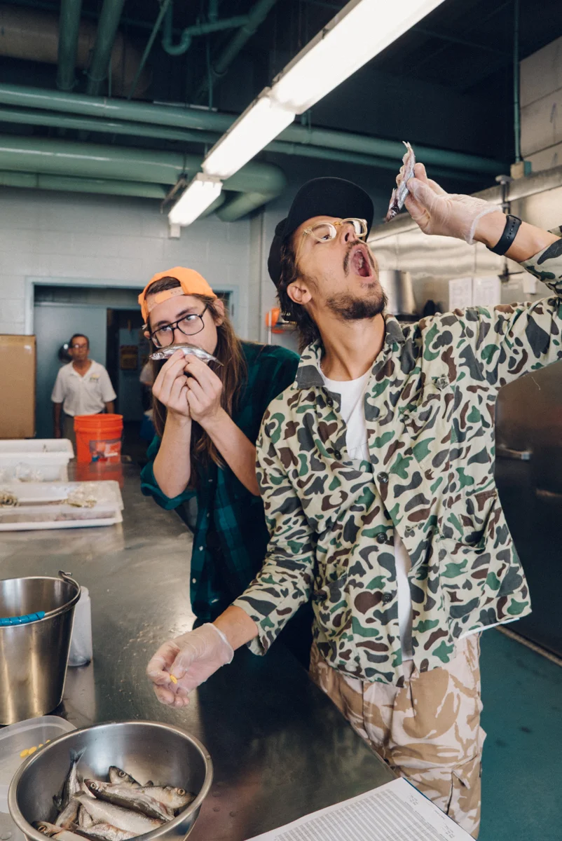 Jason and Erik preparing penguin food by stuffing fish with a vitamin supplement.