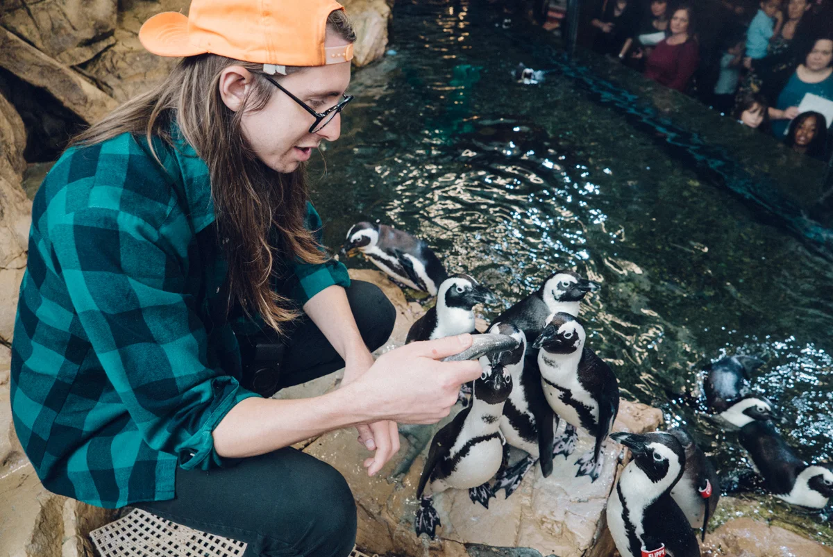 Jason feeding the penguins. They are hand fed and the staff records how many fish each bird eats to be sure everyone is getting the right amount of food and vitamins.