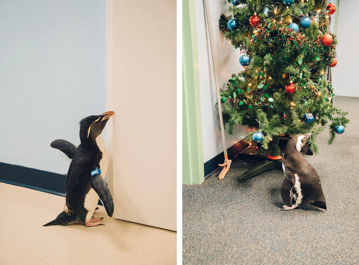 Bunny enjoys feeling the breeze coming in the door, and Humpty playing with the ornaments on the Christmas tree.