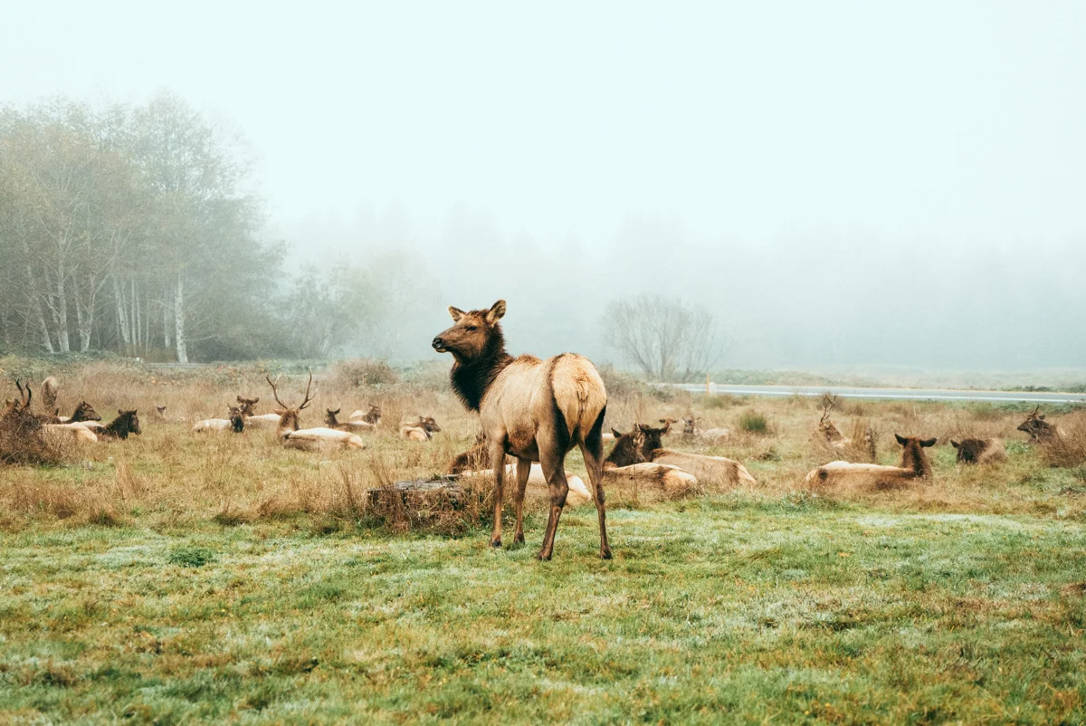 Elk are a very common sight along the Redwood Highway