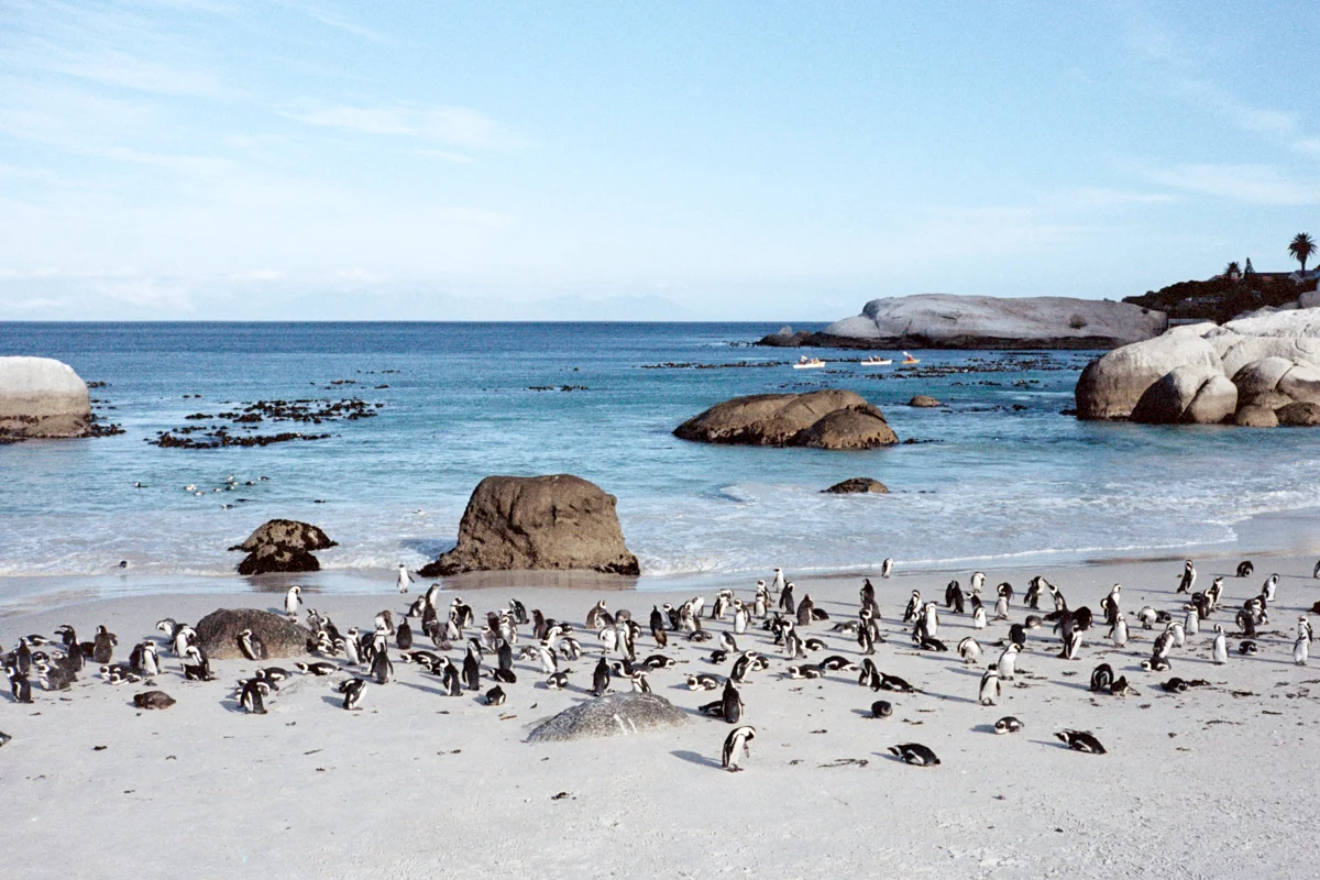 Wild penguins at Boulder Beach Penguin Colony