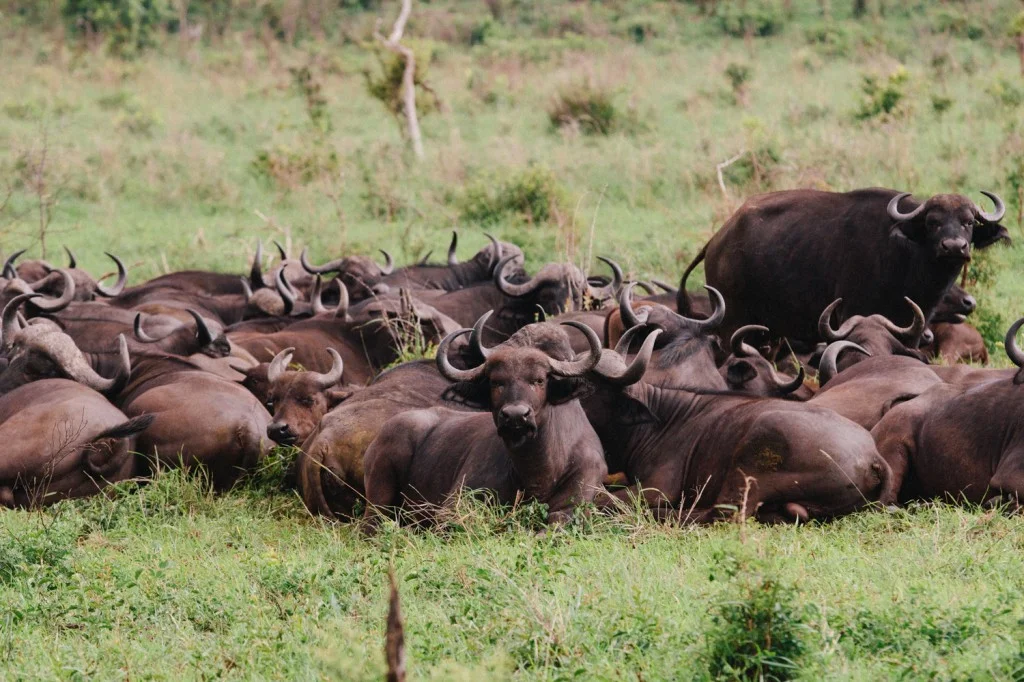 A herd of cape buffalo. I borrowed Jasons 70-200 lens, and found that even when I zoomed all the way out, the animals were too close to all get in the shot.
