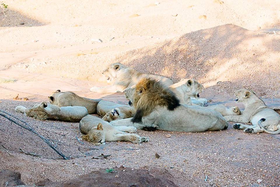 On one of our last drives we came across this entire pride of lions napping in a dry river bed. There were even more than fit in this shot… again they were too close!