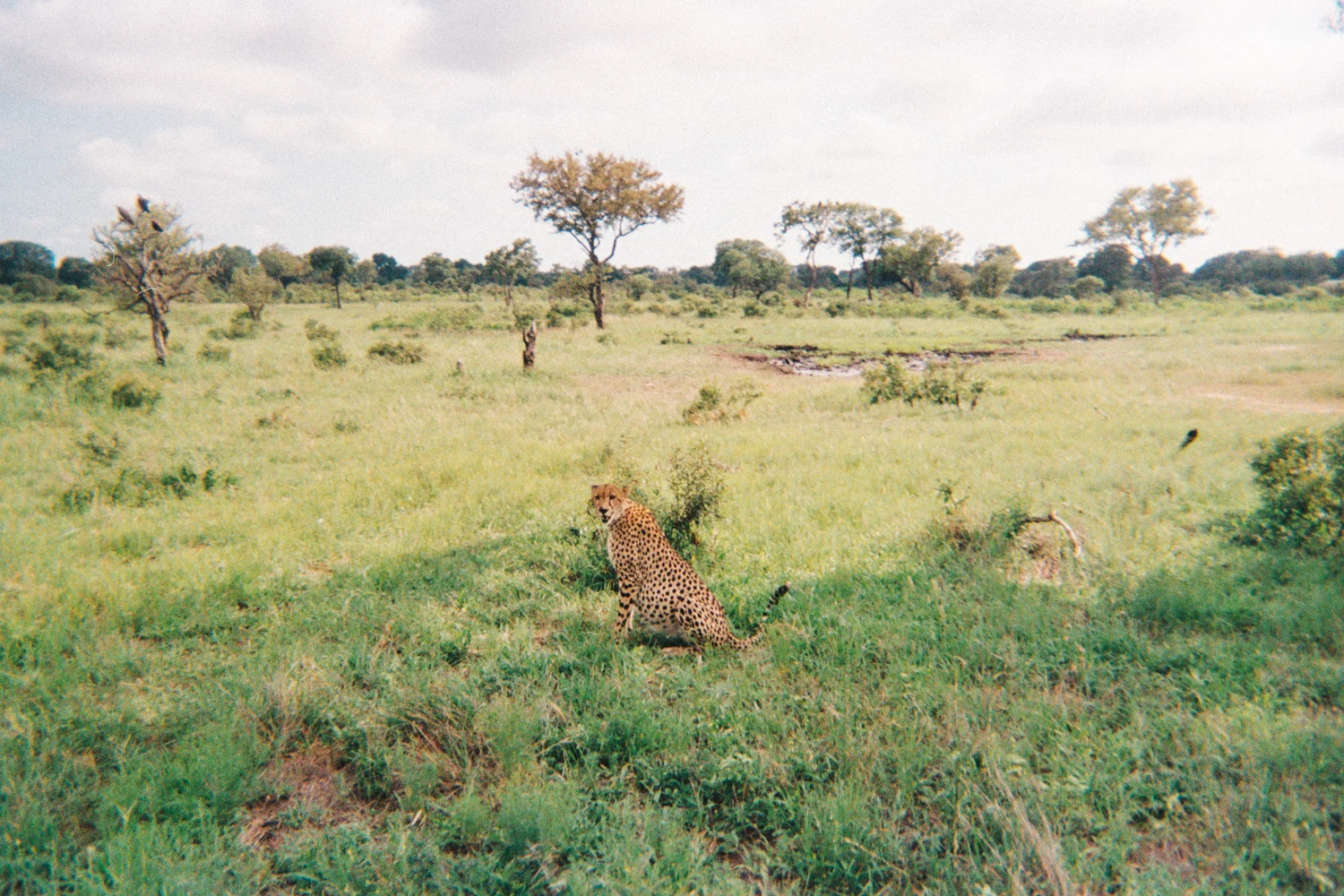 This female cheetah was the last animal we saw on our last game drive. She had just eaten a baby impala she killed and some vultures had swopped in to finish it off. Photo by Alex Martin.