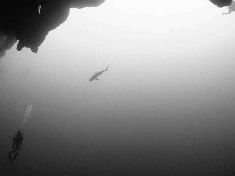 View of a diver and a reef shark from 130 feet.