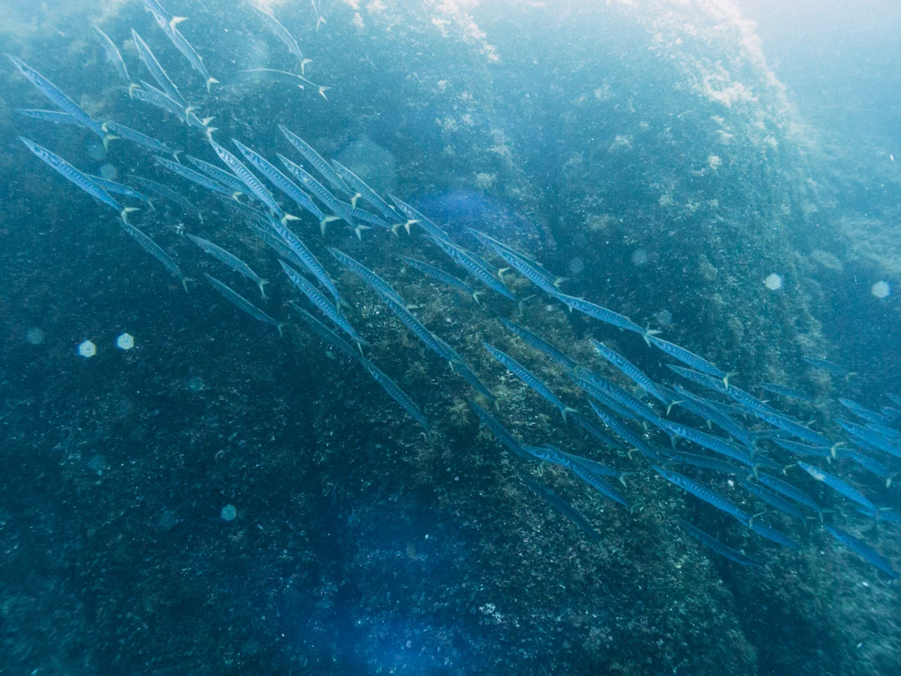 A school of barracuda at 38m on our first dive.