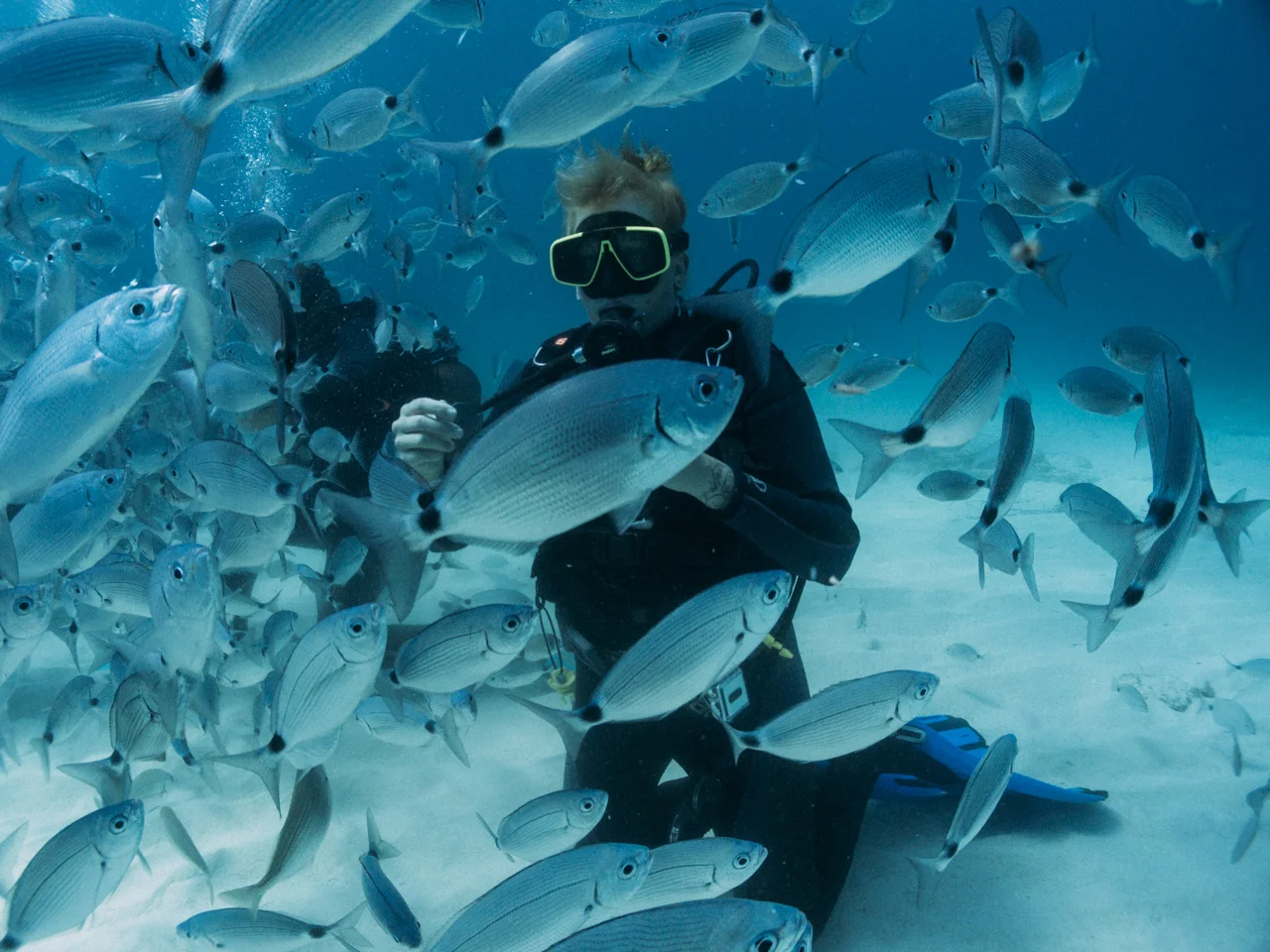 Fish feeding frenzy at Comino Island
