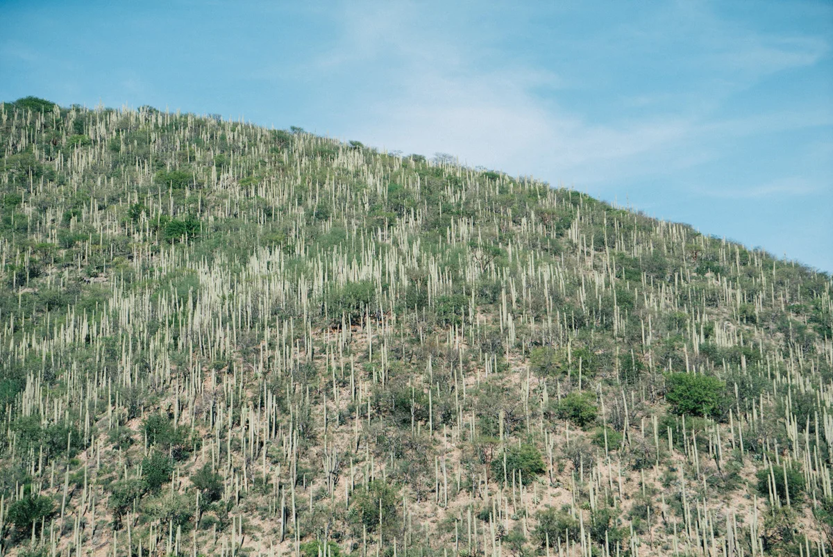 Cacti cover the hillside as we climb in elevation on the highway to Oaxaca